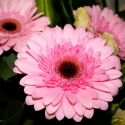Fresh Flowers